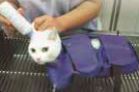 EXAMINATION BAG PER GATTI LARGE